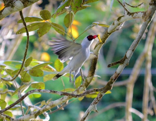 A bird in flight among branches and leaves.