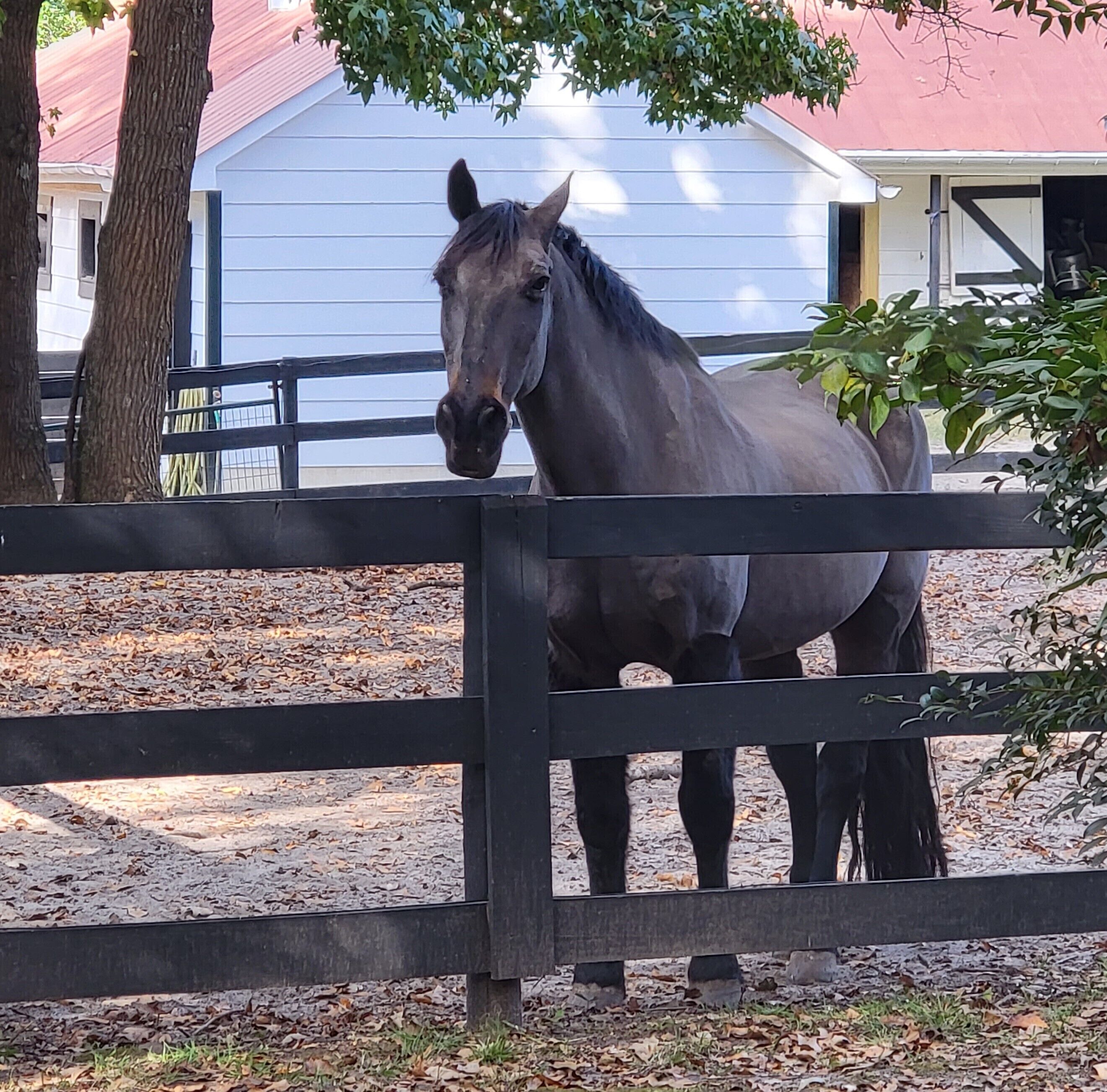 Ein Pferd steht hinter einem Holzzaun in einem Stallbereich, im Hintergrund ein Gebäude.