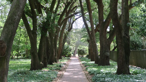 Un sendero pavimentado bordeado por árboles en un parque.