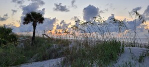 A beach scene with sand dunes, a palm tree, and tall grasses. - ** Prime 3Br/2Ba Beach Villa at Hilton Head Resort ** (Hilton Head Island)