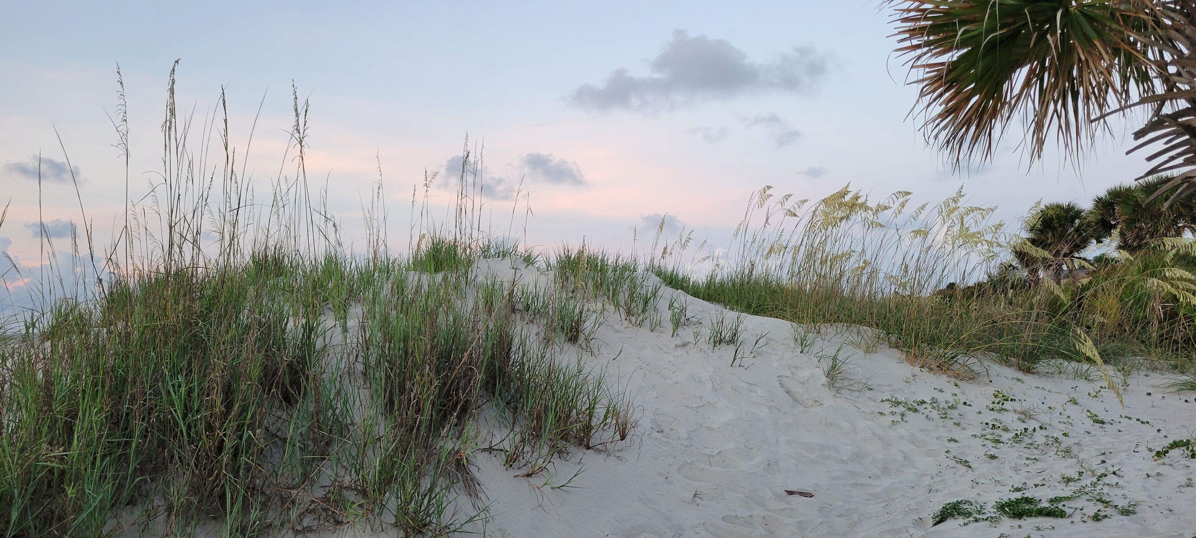 Eine sandige Landschaft mit Gras und einer Palme.