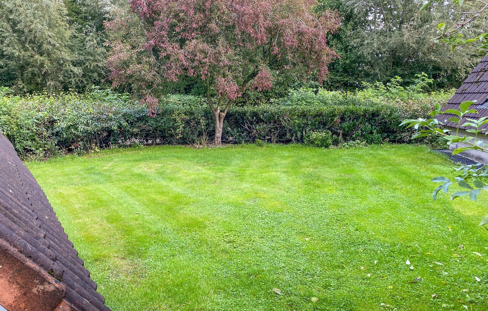 A well-maintained lawn with a tree and dense shrubbery in the background.