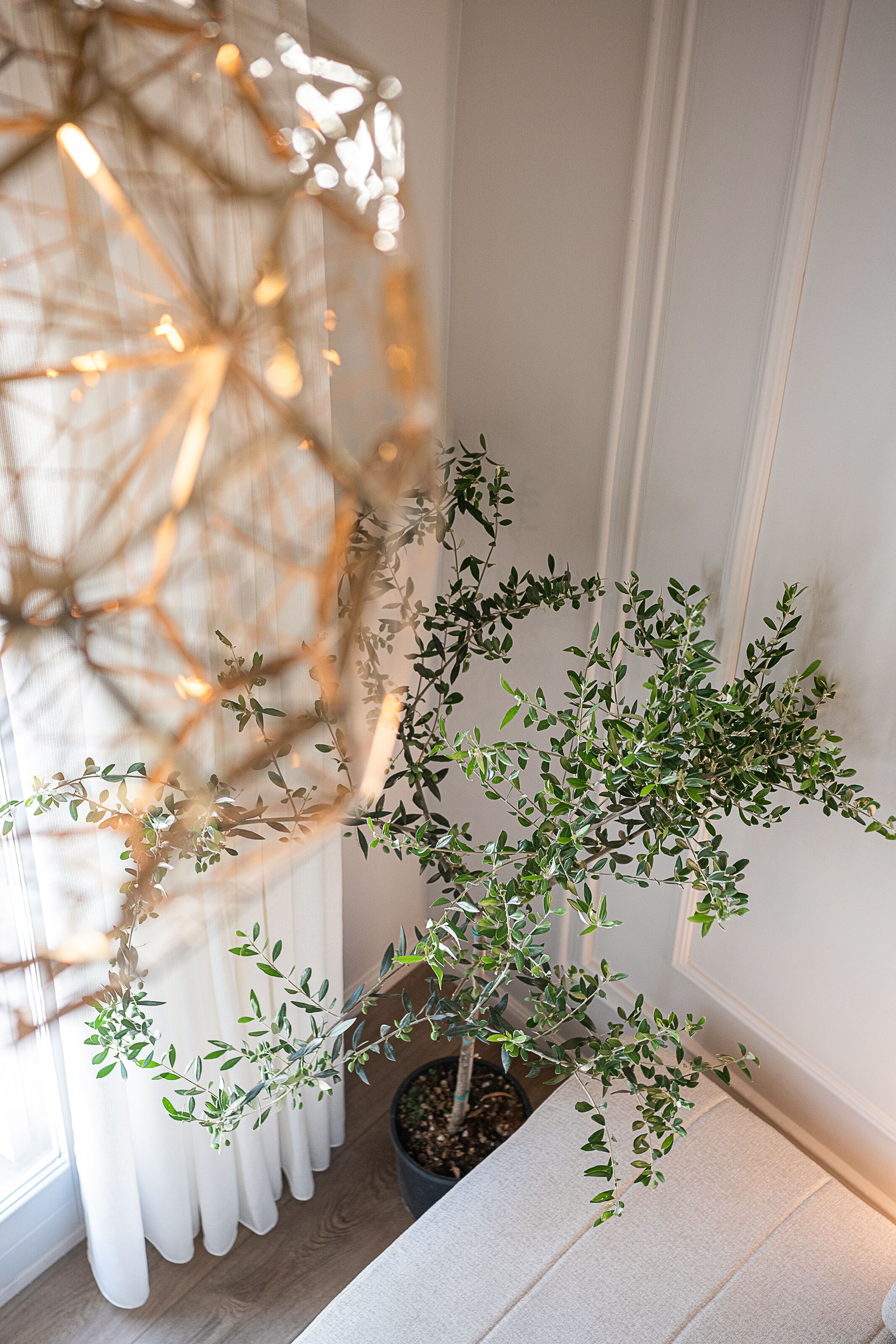 A potted plant near a window with a decorative light fixture.