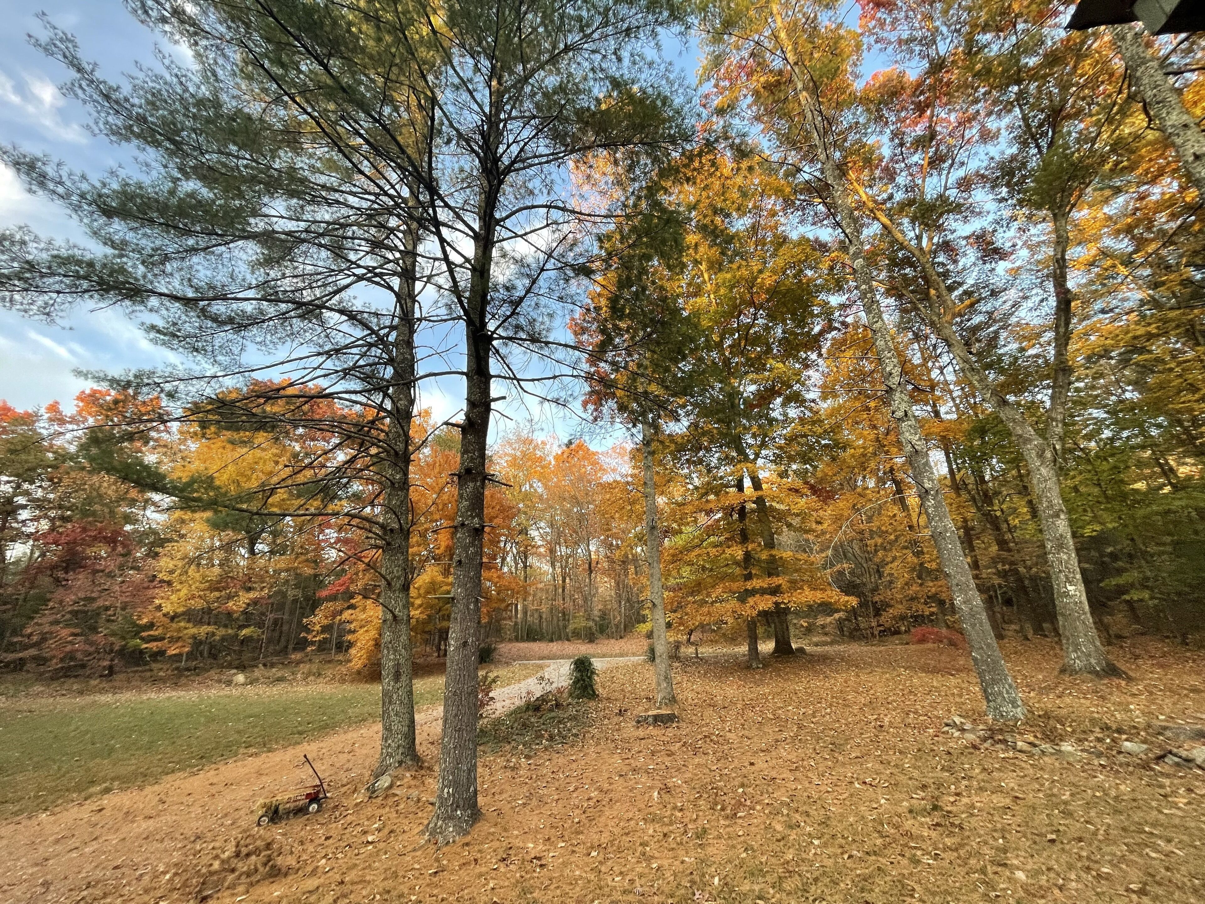 Un bosque con árboles de colores otoñales y un sendero de tierra.
