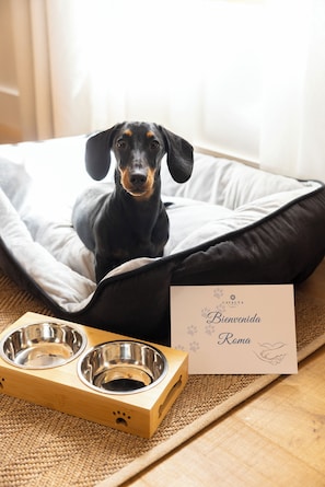 Animaux de compagnie acceptés