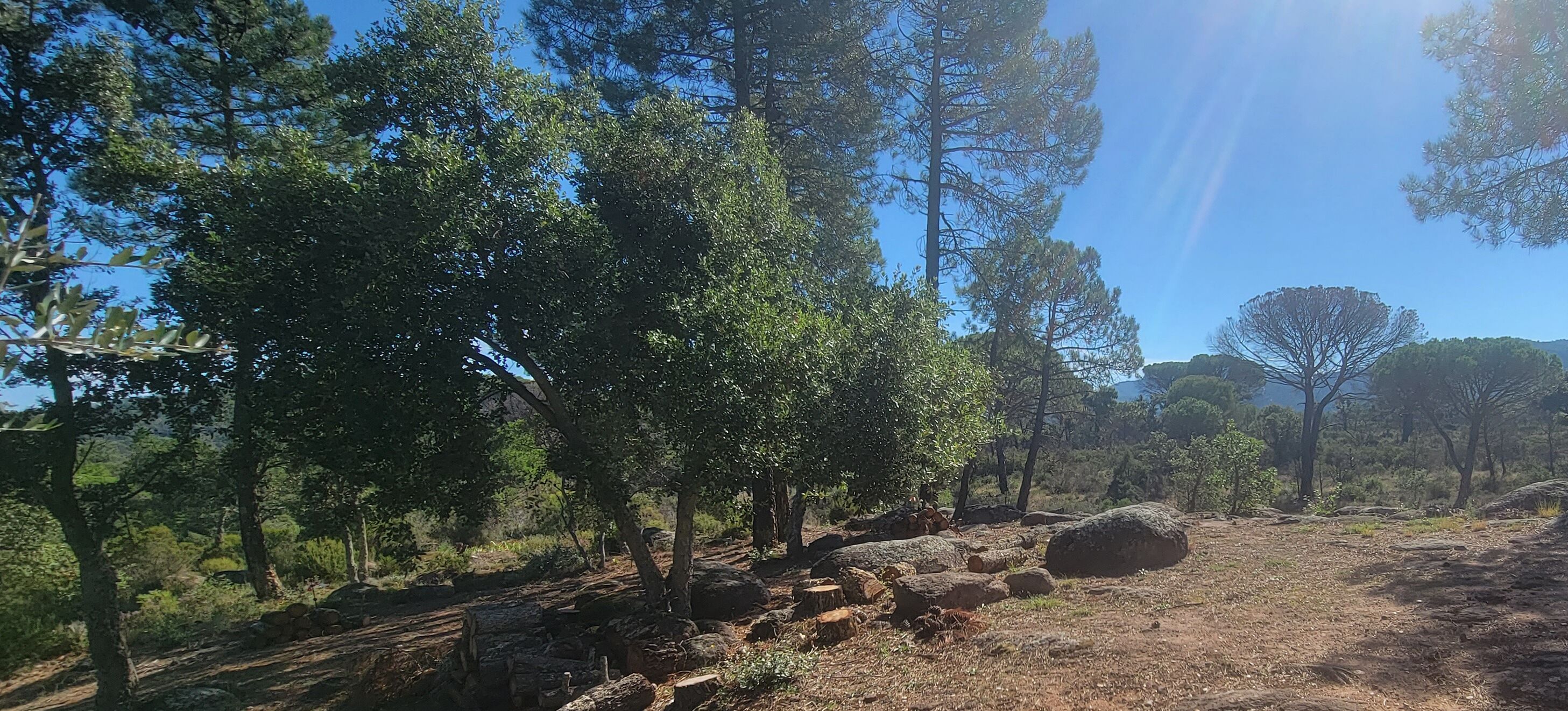 A natural landscape with trees, rocks, and a clear sky.