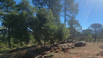 A natural landscape with trees, rocks, and a clear sky.