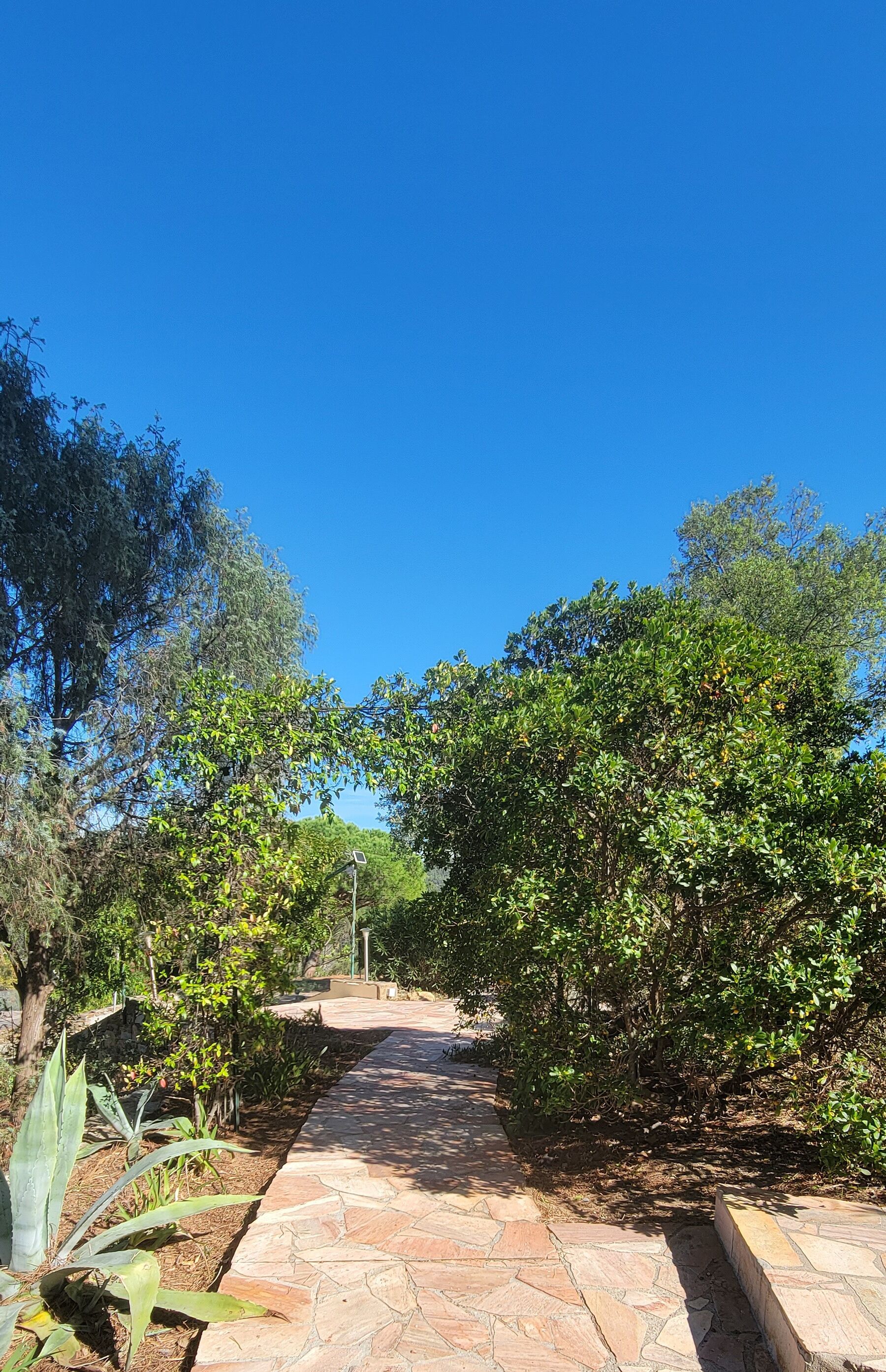 A paved pathway flanked by dense greenery and trees, leading to a distant structure.