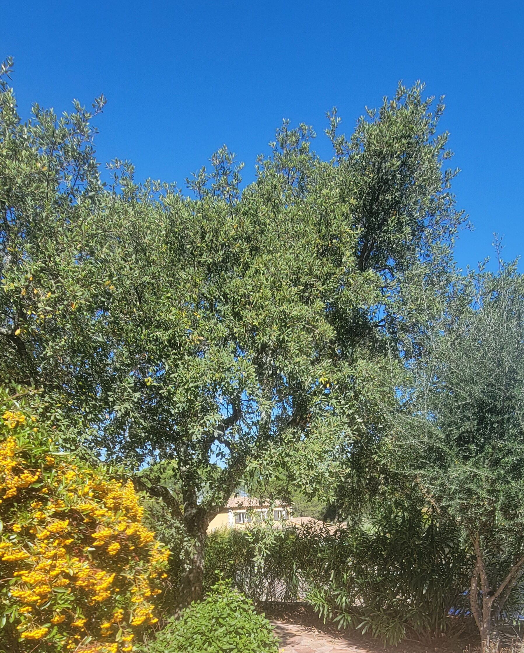 A garden with various trees and shrubs, a pathway, and a building in the background.
