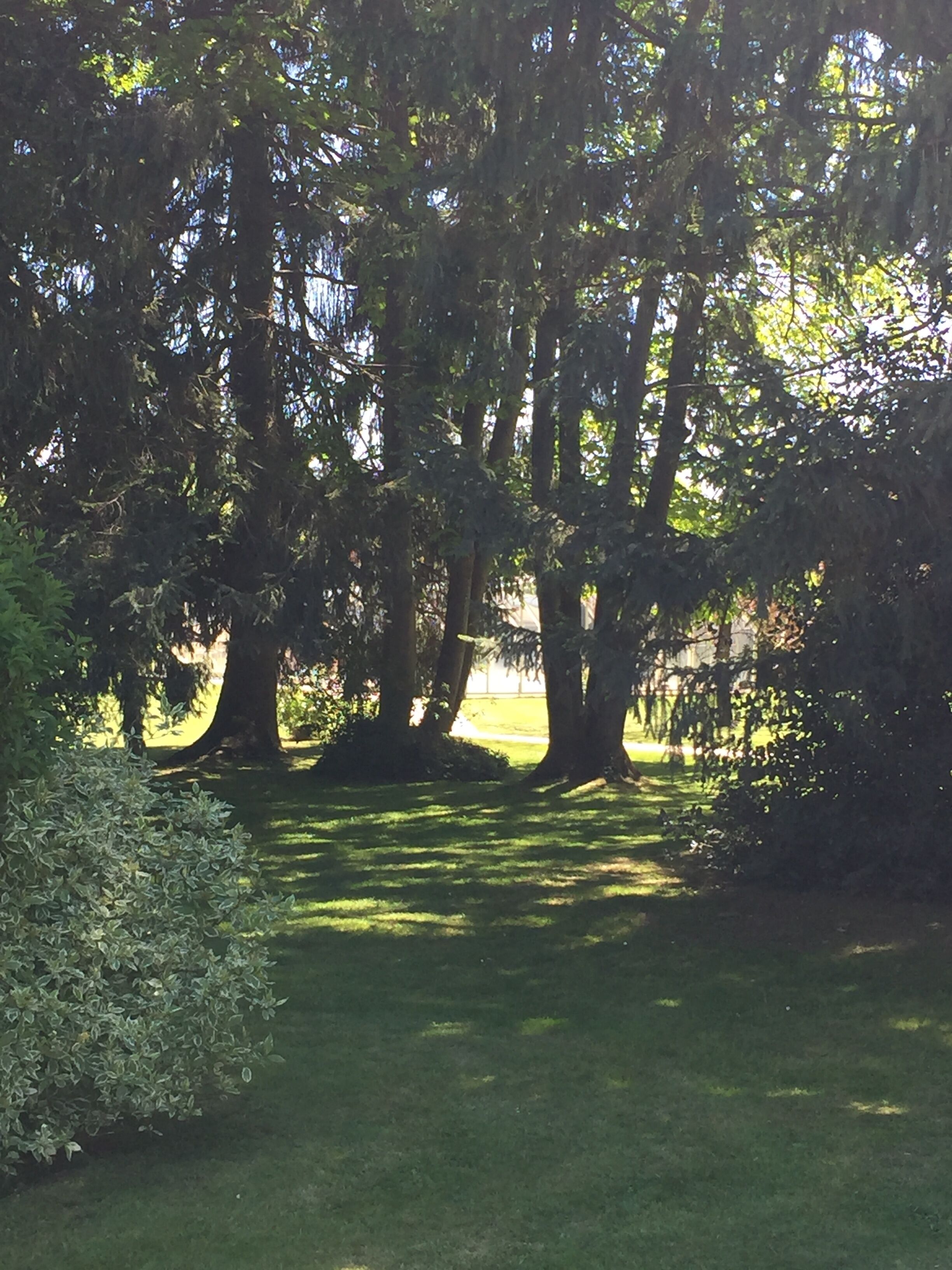 A park with tall trees and a well-maintained lawn.