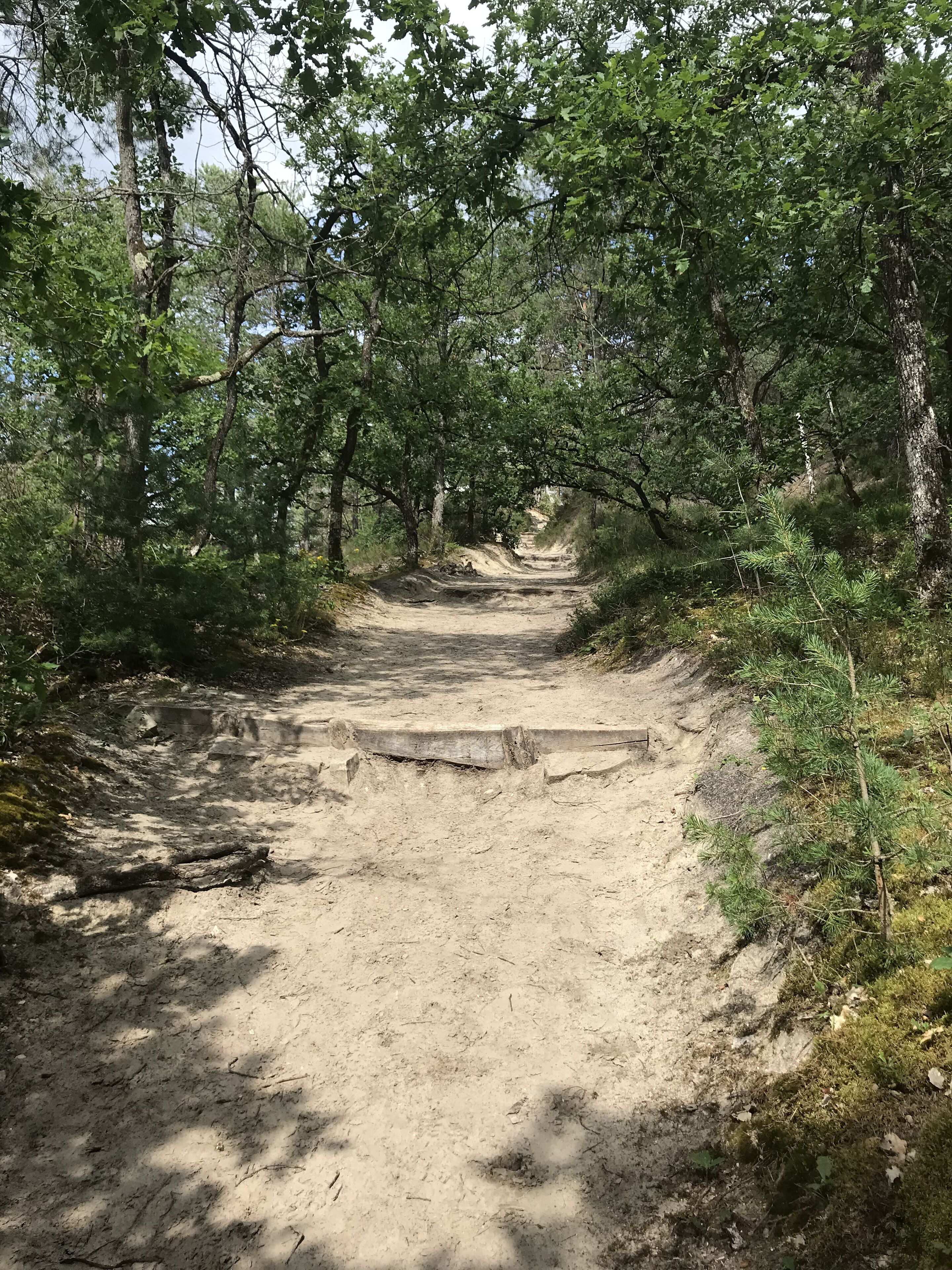Un sendero de tierra en un área boscosa, bordeado de árboles a ambos lados.