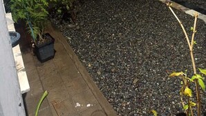 A courtyard with a gravel path, a potted plant, and a skateboard leaning against a wall.