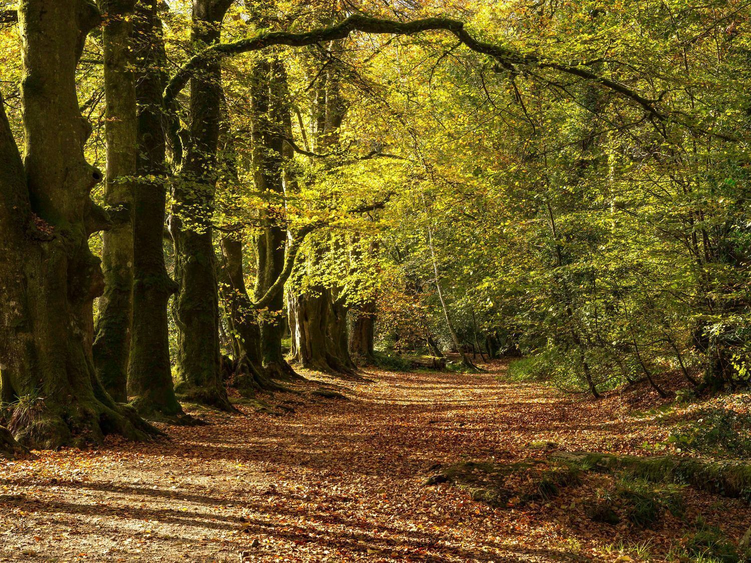 A forest path with trees on either side.