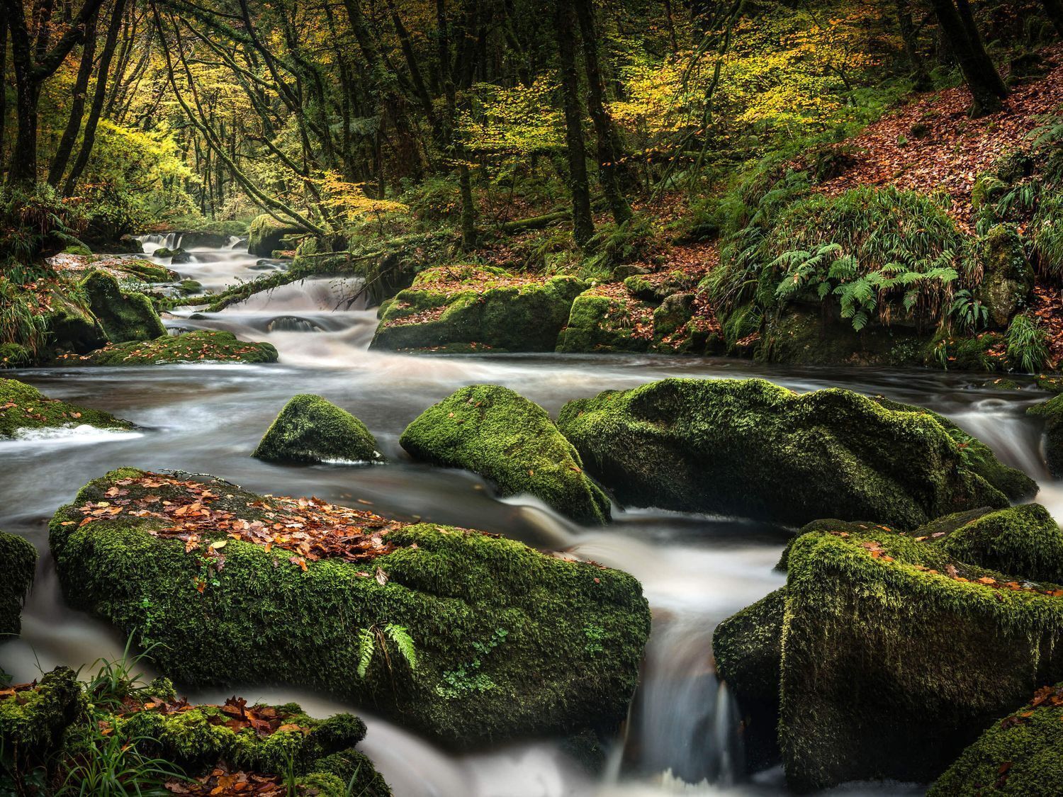 Een beekje in het bos, met mosbedekte rotsen en een waterval.