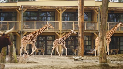 比克斯貝爾根野生動物園飯店