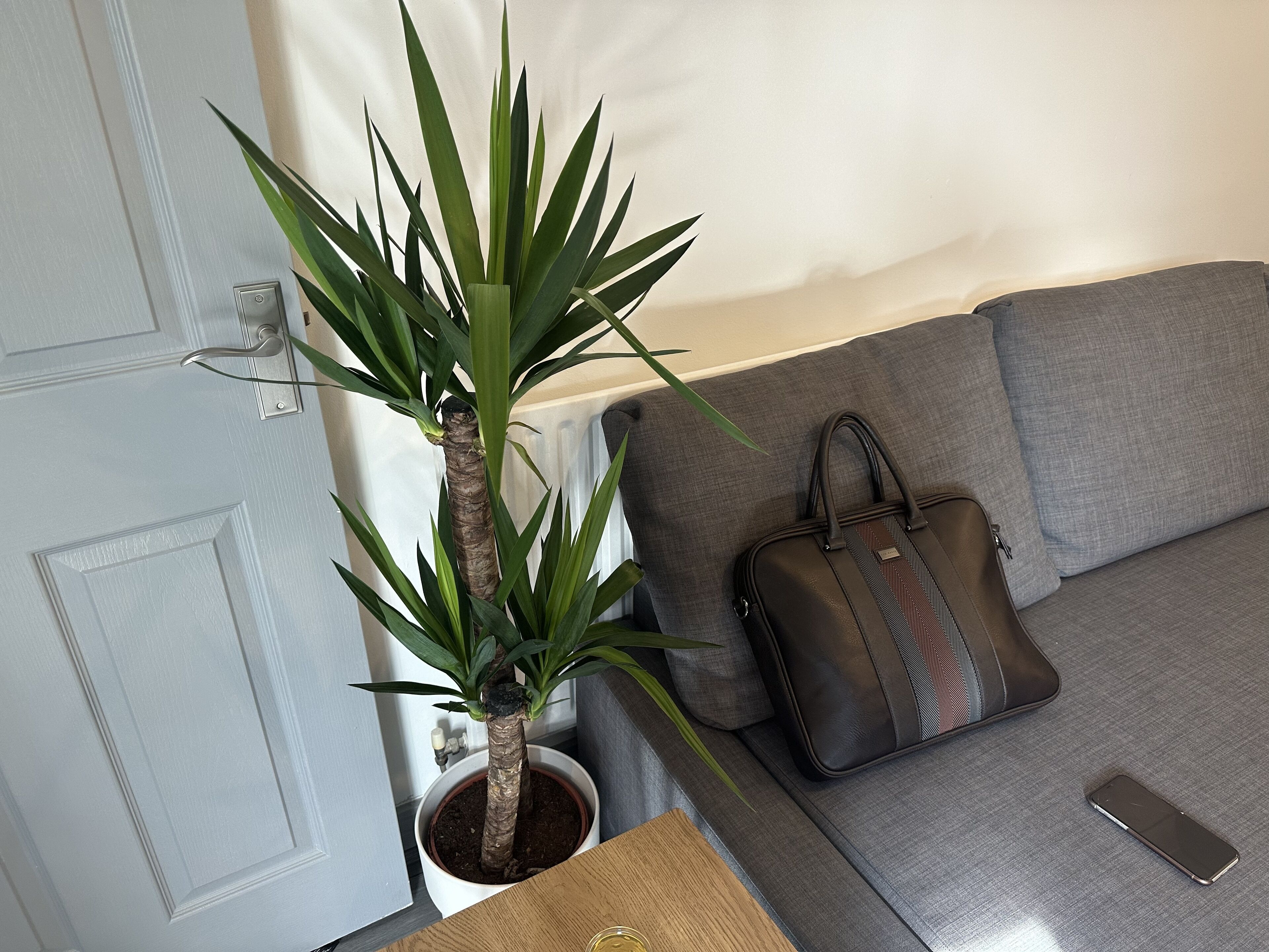 A potted plant, a grey sofa, and a handbag on a table.
