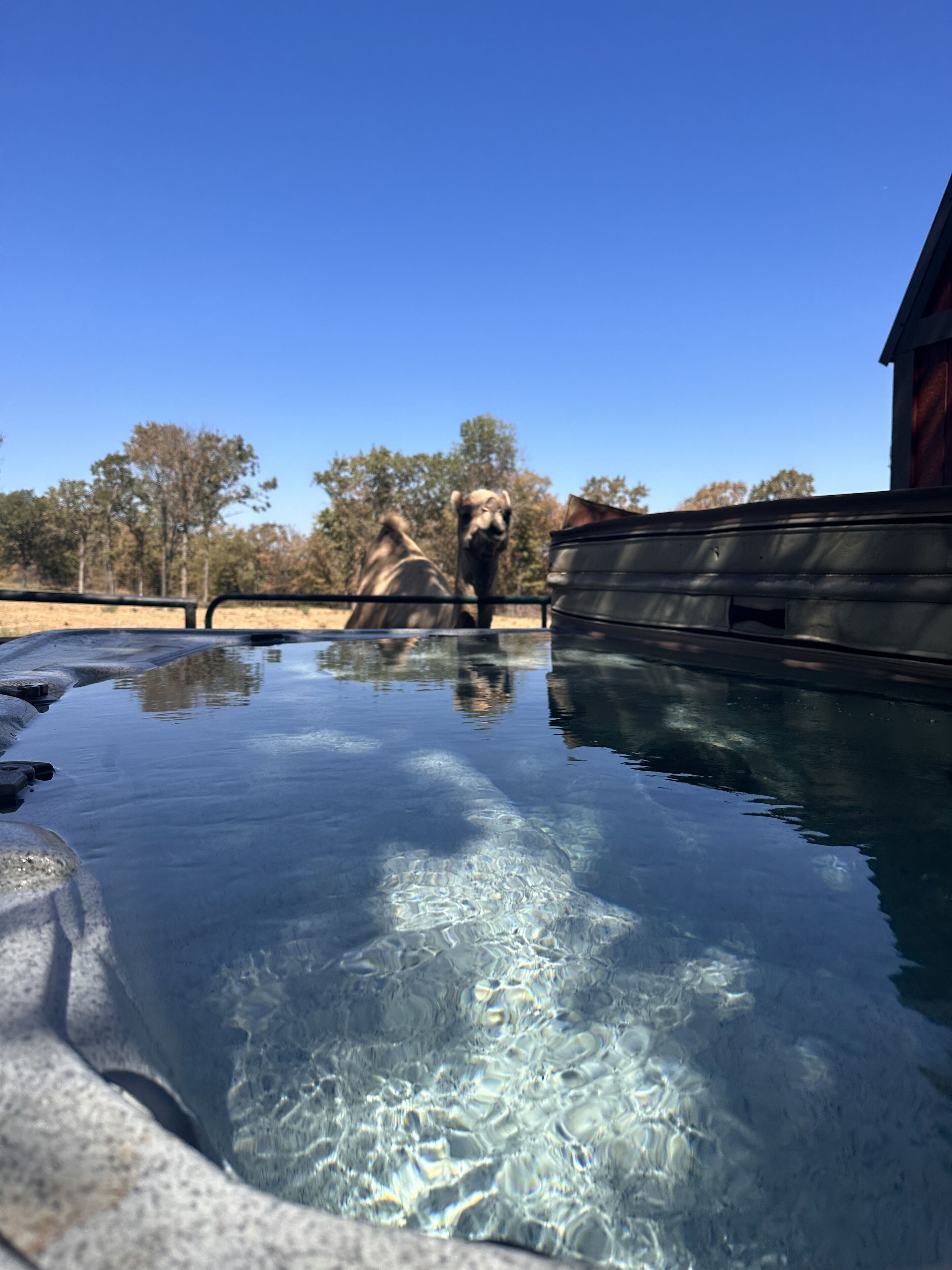Pine Hollow | Lemurs & Camels | Private Hot Tub
