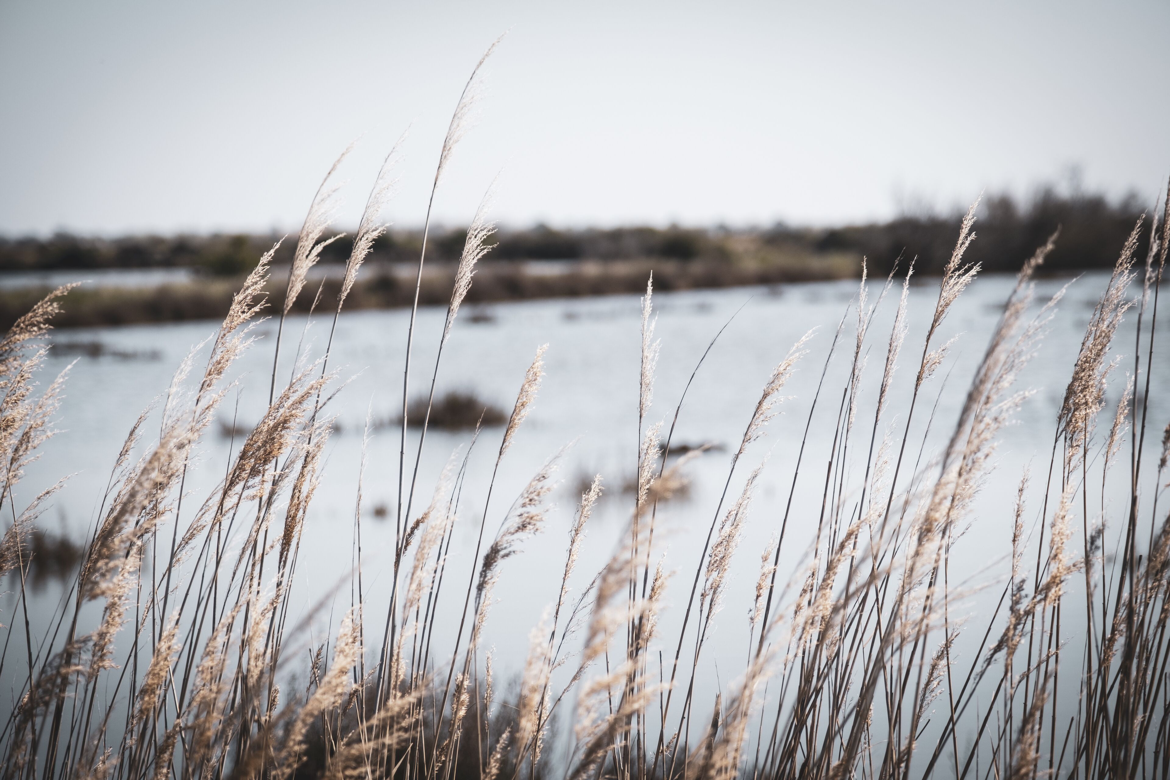 Tall grasses in the foreground with a body of water and a distant shoreline in the background.