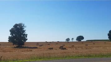 Ländliche Landschaft mit Heuballen und Bäumen.
