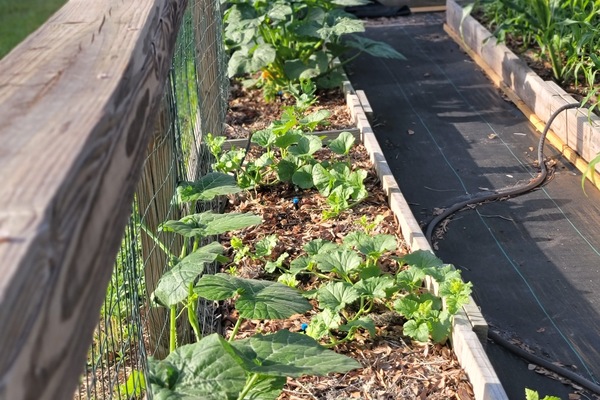 Área da propriedade