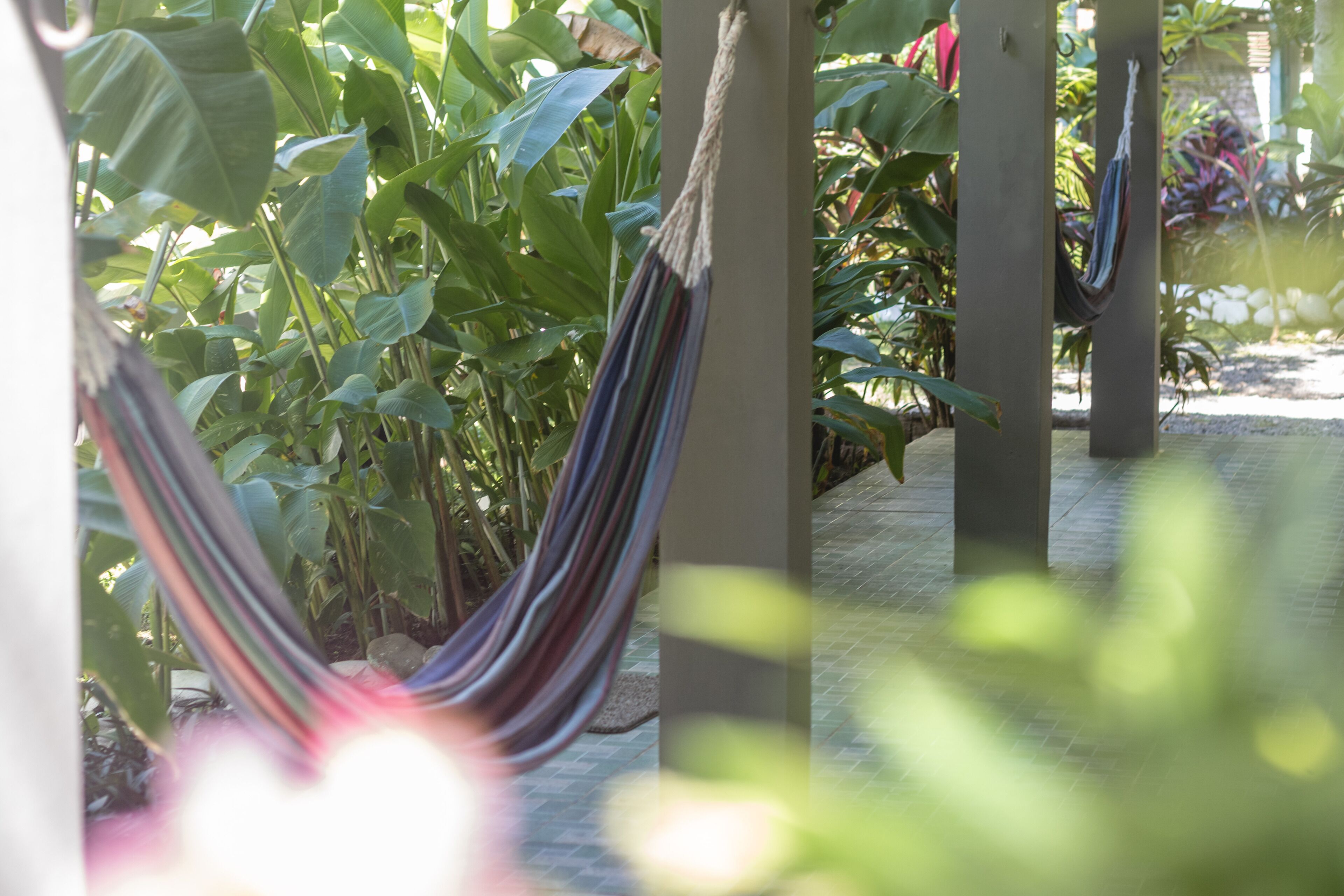 Un hamac est suspendu entre des piliers dans un espace jardin luxuriant, où la végétation est abondante et d’un vert éclatant.