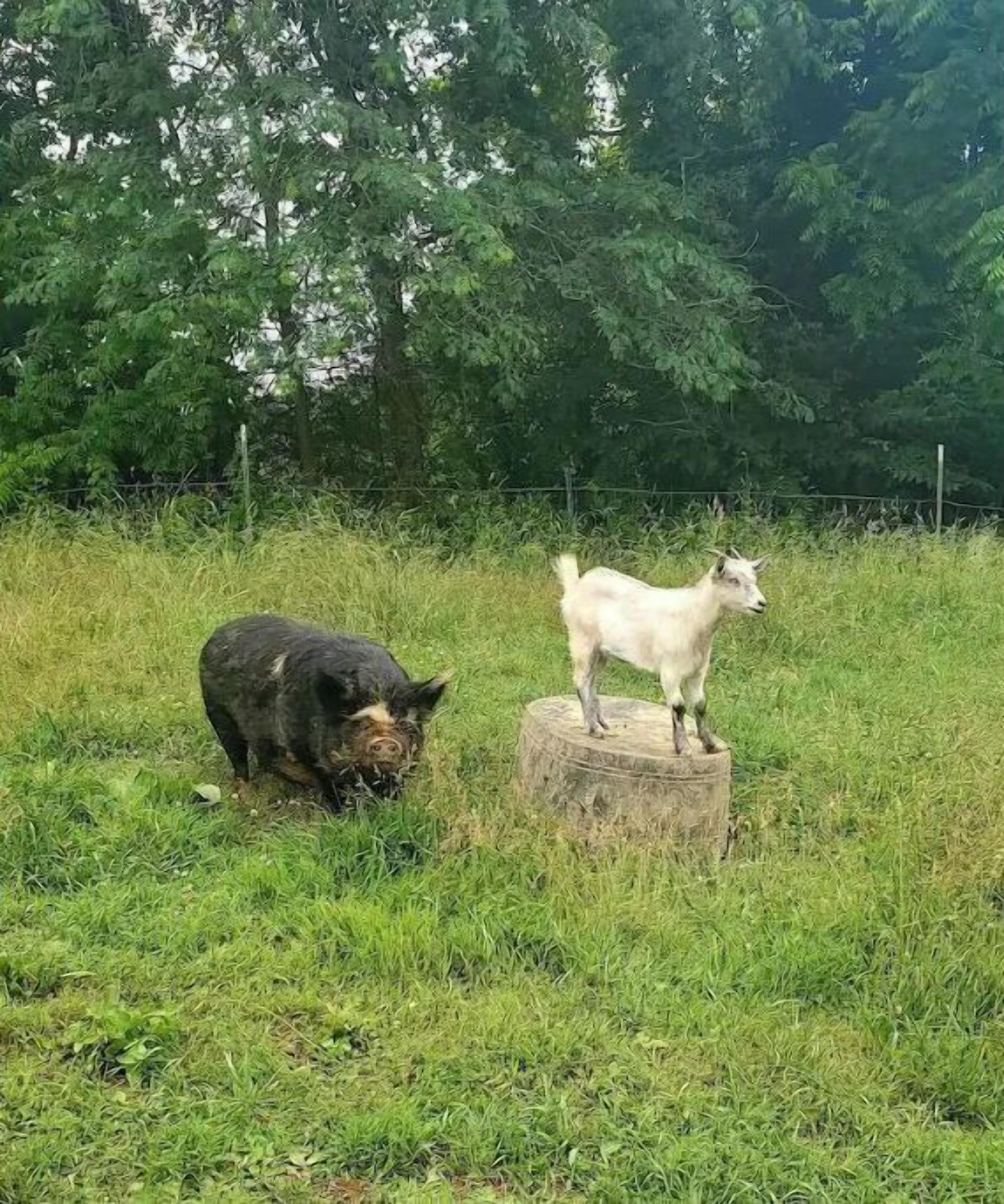 Un cerdo y una cabra en un campo cubierto de hierba, con árboles al fondo.