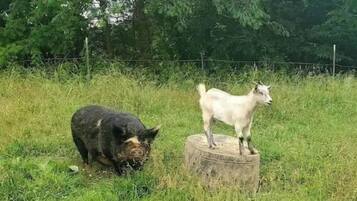 Un cerdo y una cabra en un campo cubierto de hierba, con árboles al fondo.