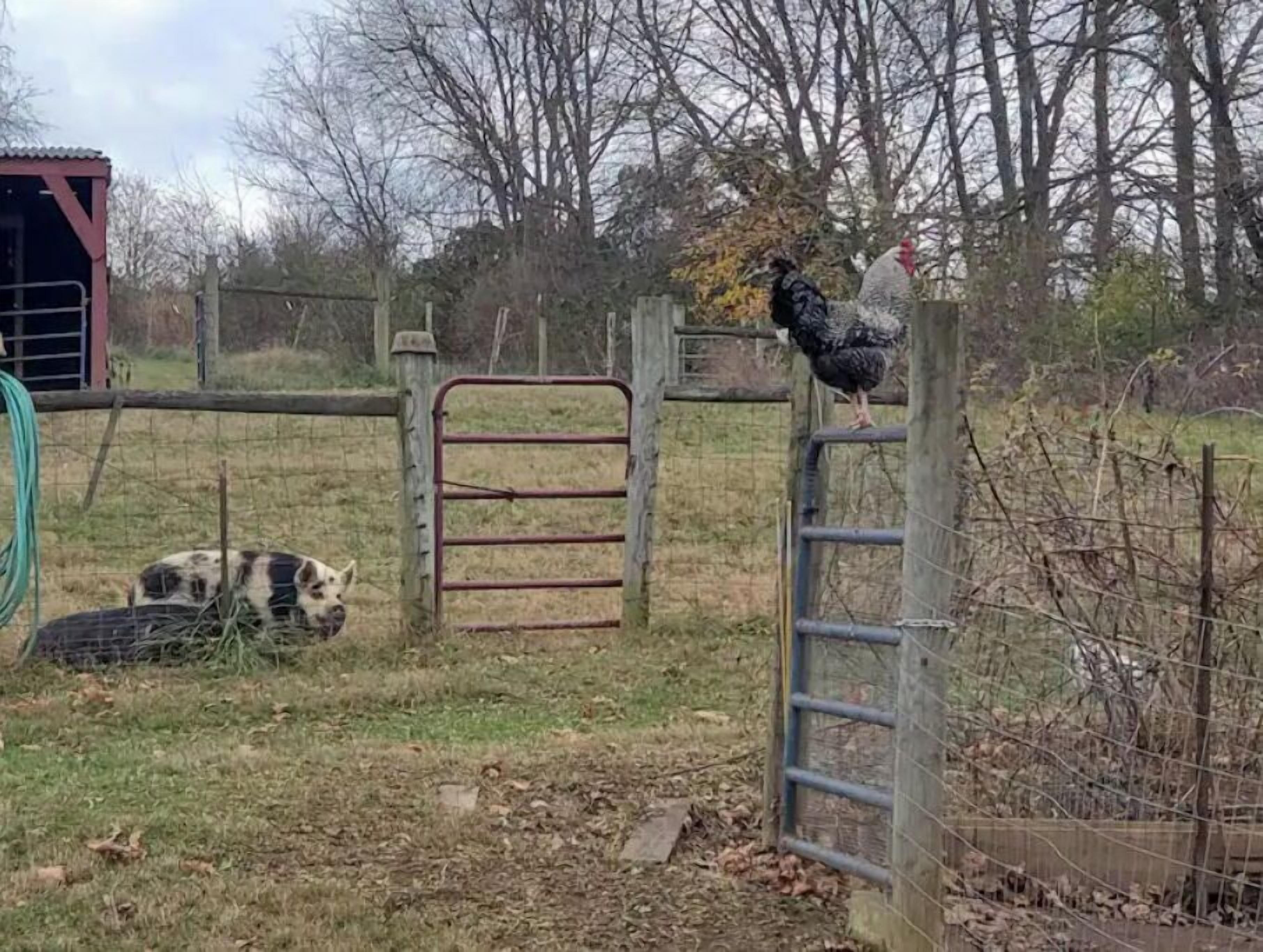 Ambiente rurale con una fattoria, un maiale, una gallina e una struttura in legno.