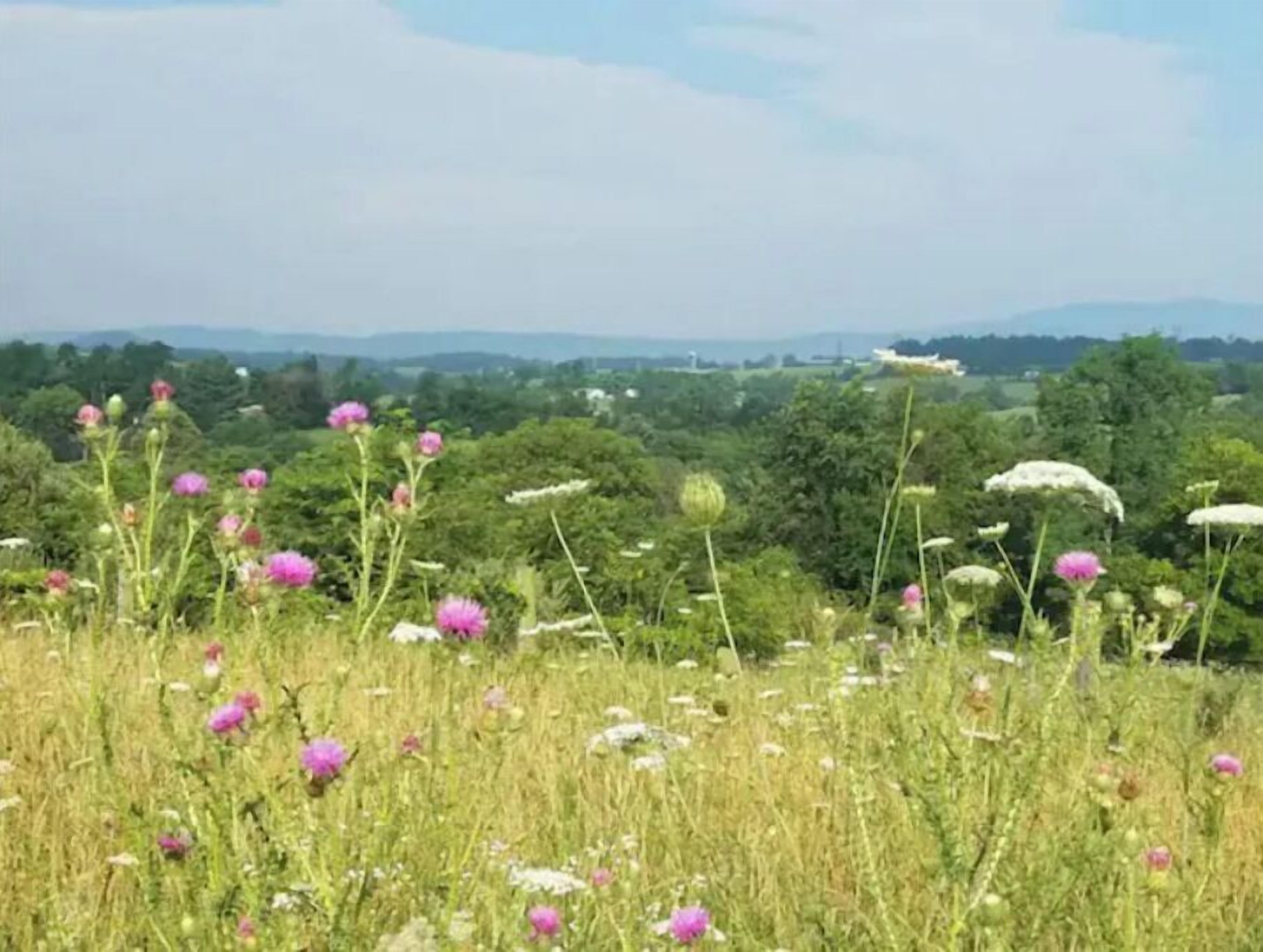 A field of wildflowers with a distant view of a landscape.