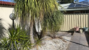 Un jardín con una palmera, un panel solar y una valla.