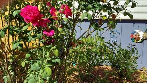 Un jardín con rosales y un comedero para pájaros en una cerca azul.