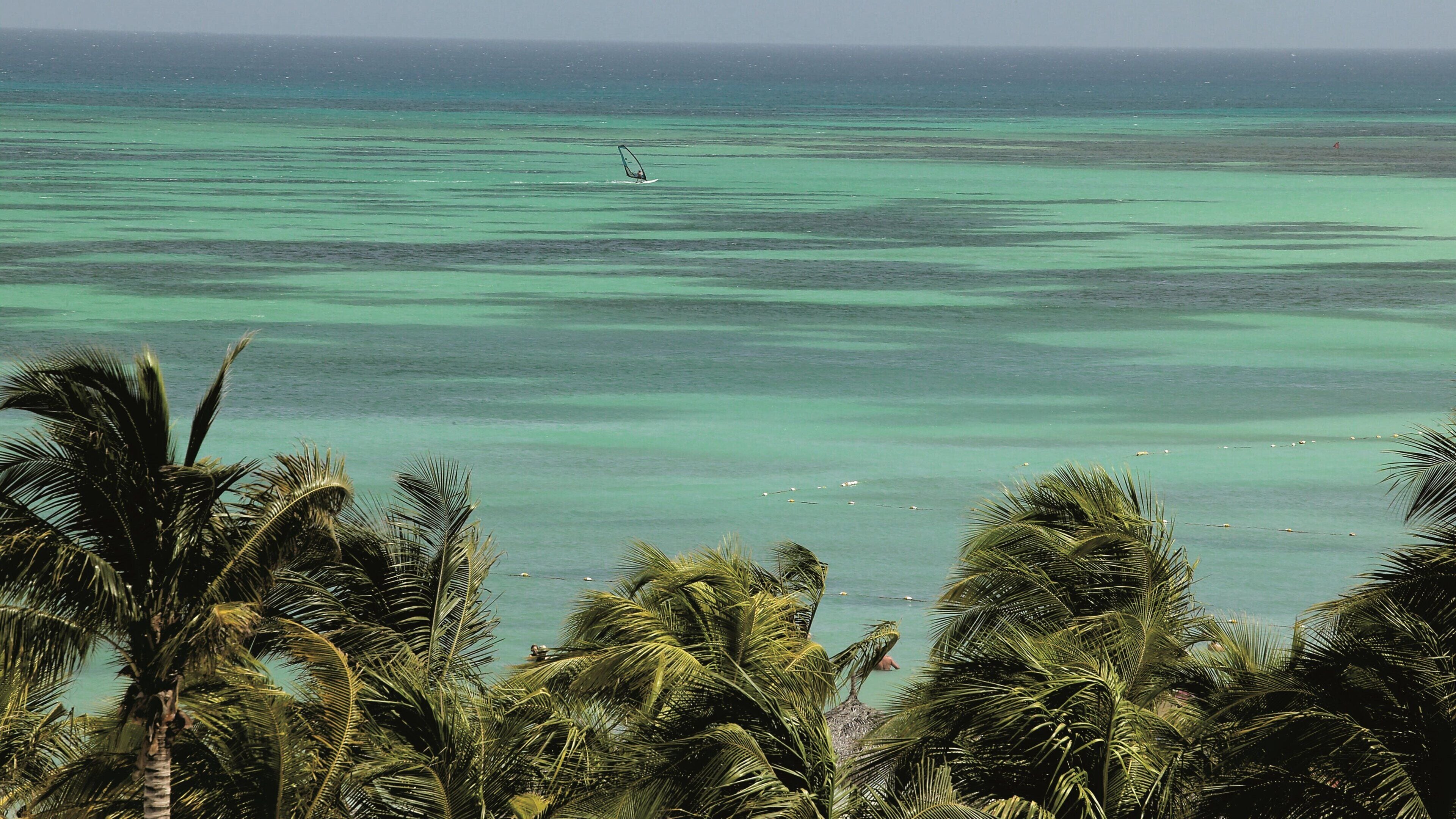 Een uitzicht op een turquoise oceaan met een persoon die aan het windsurfen is in de verte. Palmerennen zijn zichtbaar op de voorgrond.