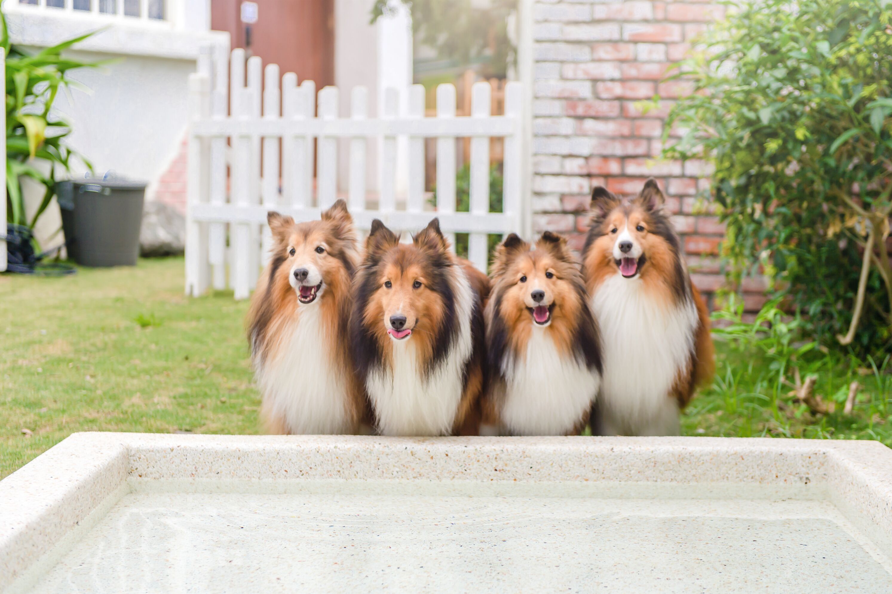 Four dogs sitting in a concrete planter.