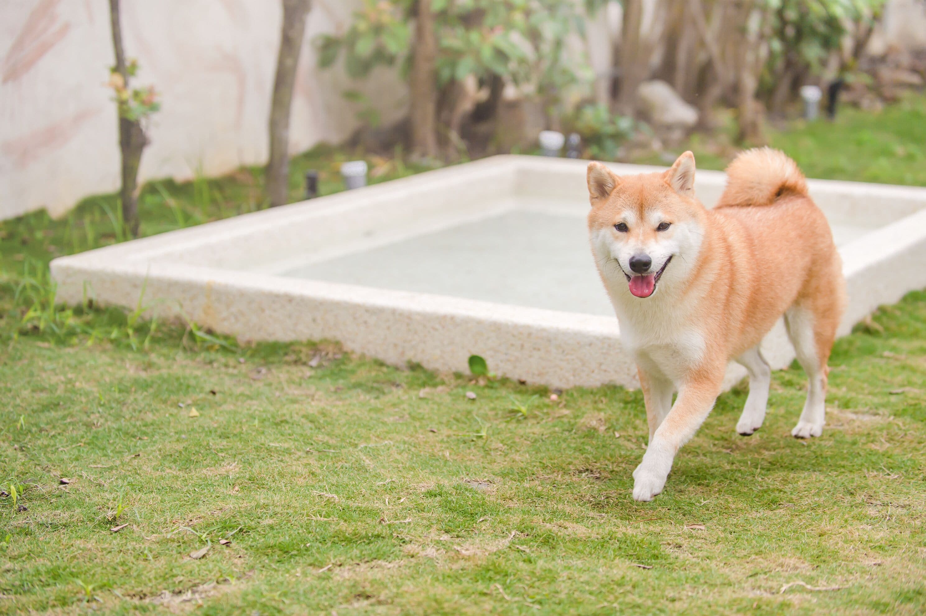 En Shiba Inu vandrer over græsset nær en betonpool.