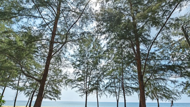 A paved path leading to a beach with tall pine trees. - OYO HOME 90646 Casaria Paka Homestay (Dungun)