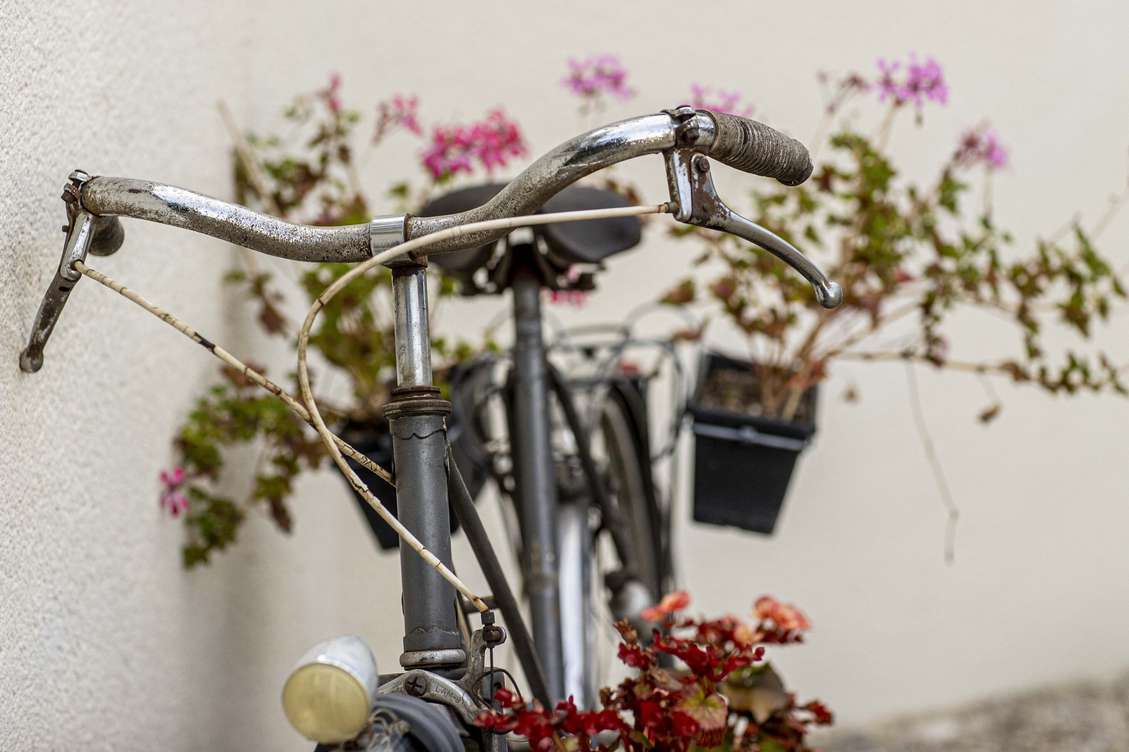 A bicycle leaning against a wall with a potted plant nearby.