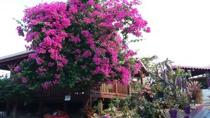 Een gebouw met een houten terras en een grote, roze bloeiende boom ervoor.