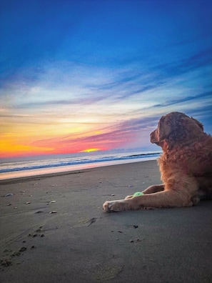 A dog sitting on a beach with a sunset in the background.
