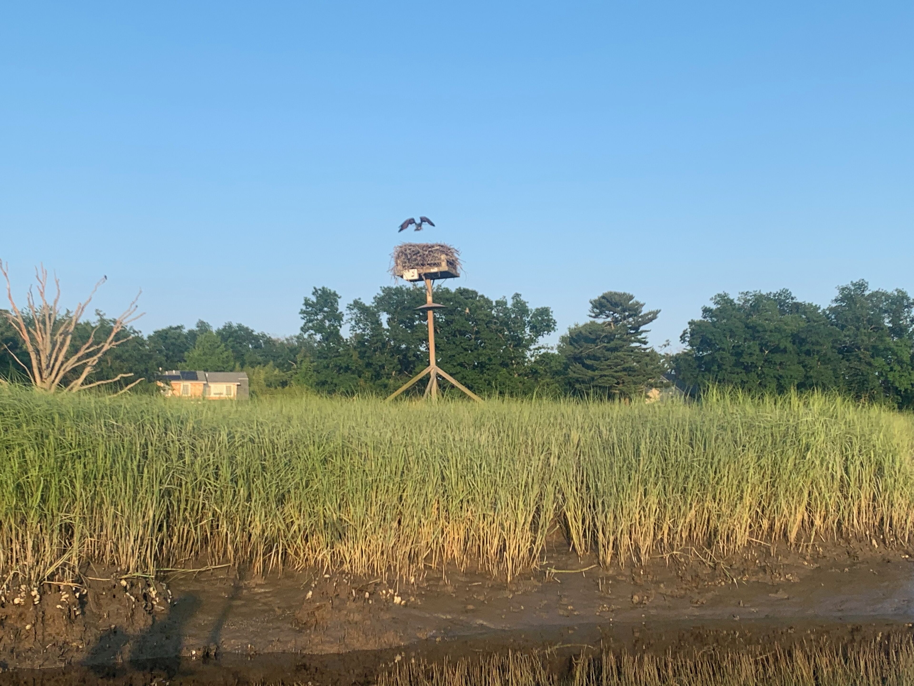 Ein Vogelhaus auf einem Stativ in einem Feld mit hohem Gras und Bäumen im Hintergrund.