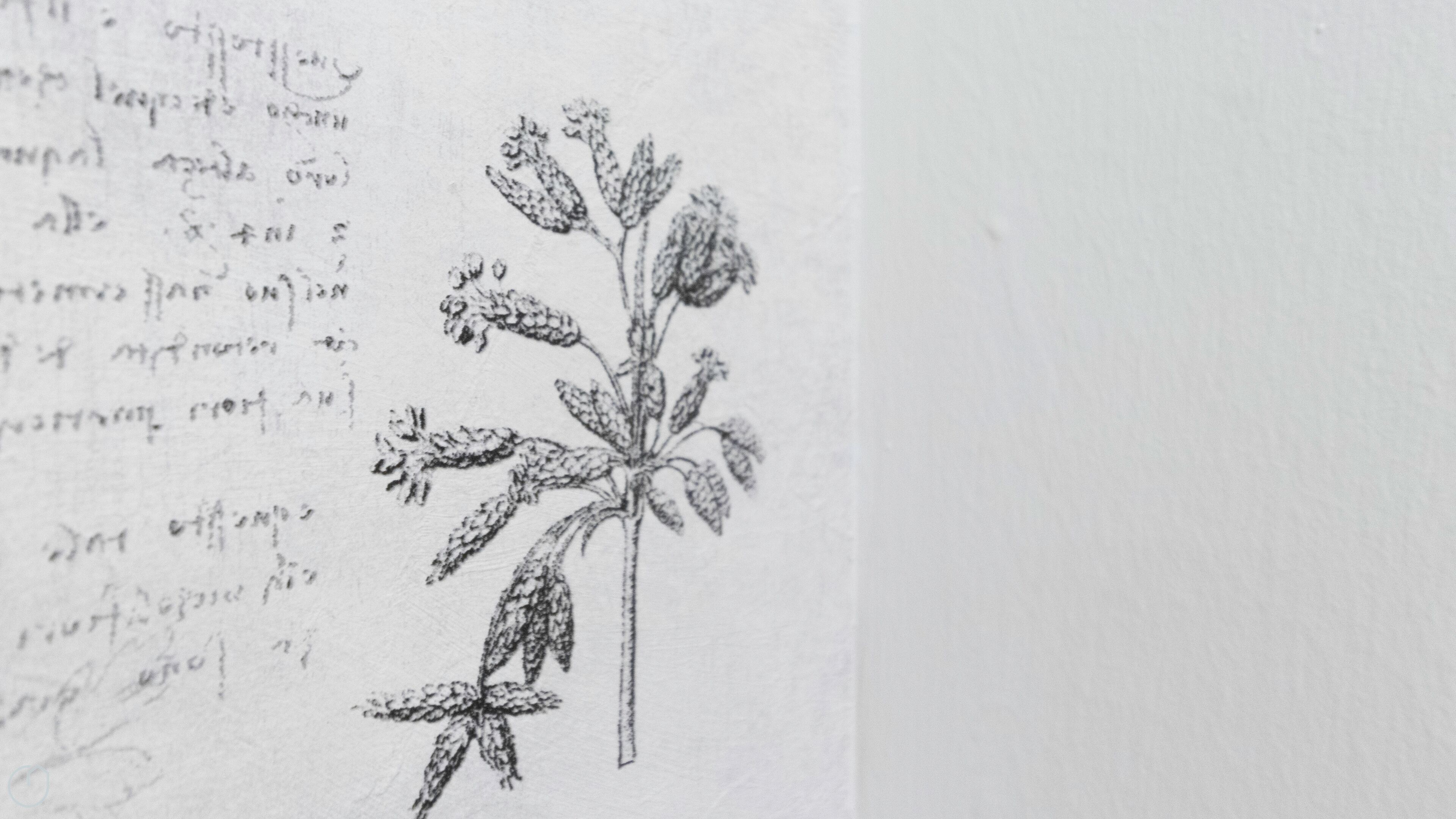 Ilustración botánica dibujada a mano de una planta con hojas y flores detalladas.
