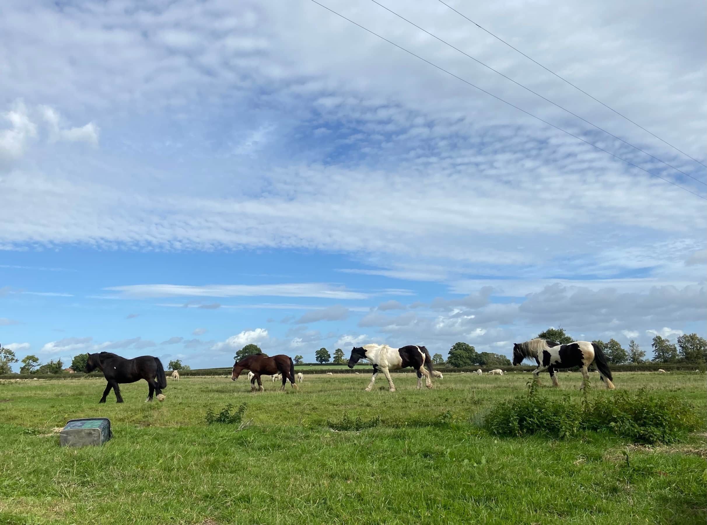 Un champ où plusieurs chevaux paissent sous un ciel partiellement nuageux.