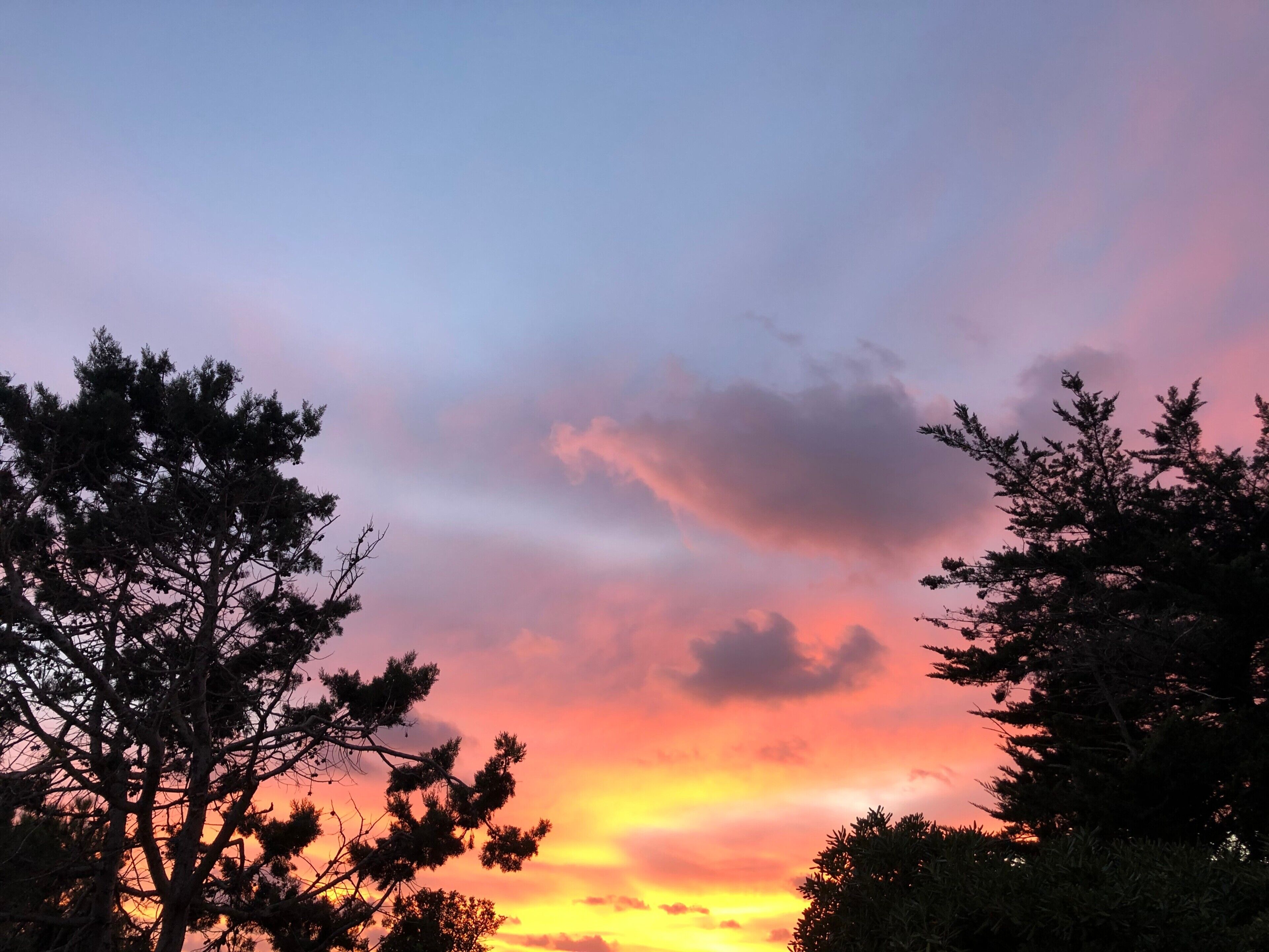 Ein Sonnenuntergang mit klarem Himmel und Baum-Silhouetten.
