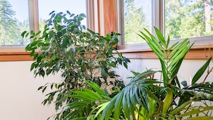 Una habitación con un ventanal grande, una planta en maceta de hojas anchas y suelo de madera.