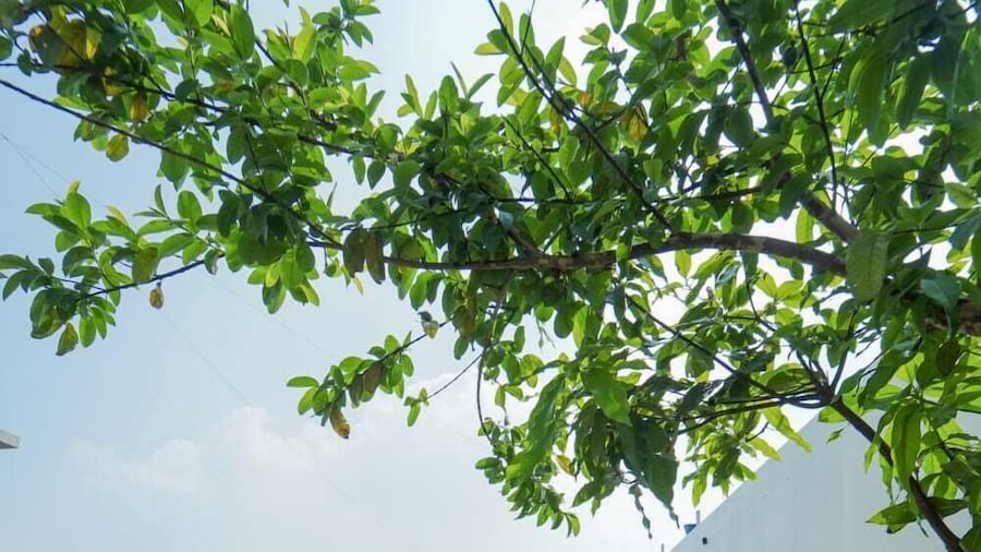 Treebo Kuber Palace With a Swimming Pool
