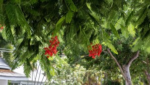 Un arbre aux feuilles vertes et aux fleurs rouges.