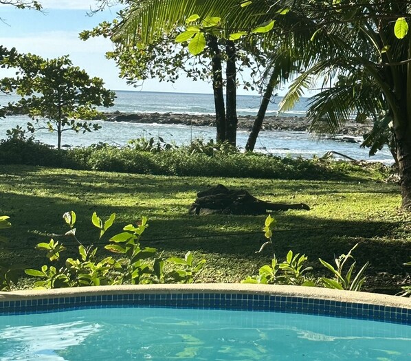 Outdoor pool - AMAZING BEACHFRONT HOUSE WITH INCREDIBLE OCEAN VIEW AND POOL (Playa Carmen mal pais)