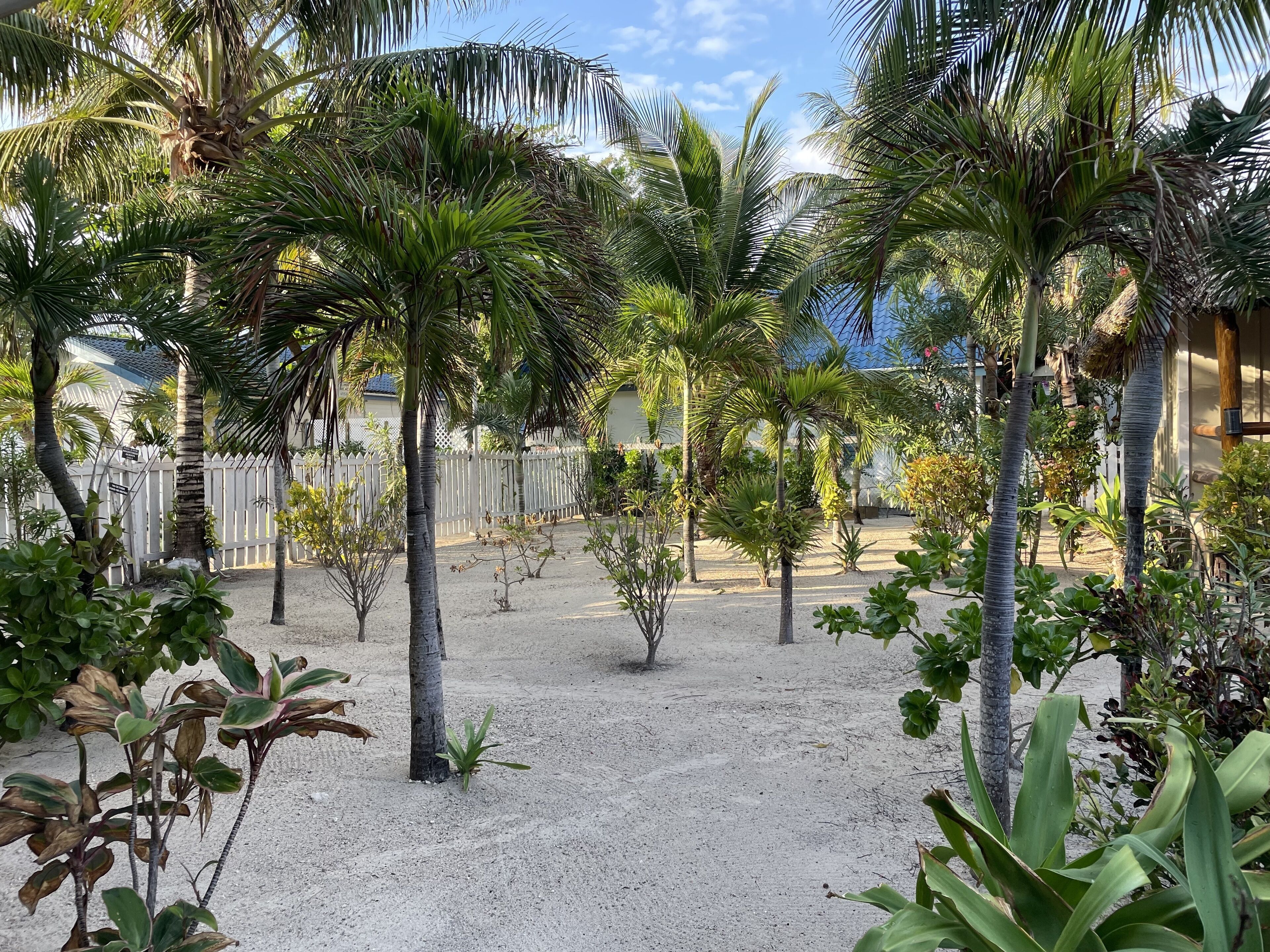 Un jardín con palmeras y una cerca blanca.