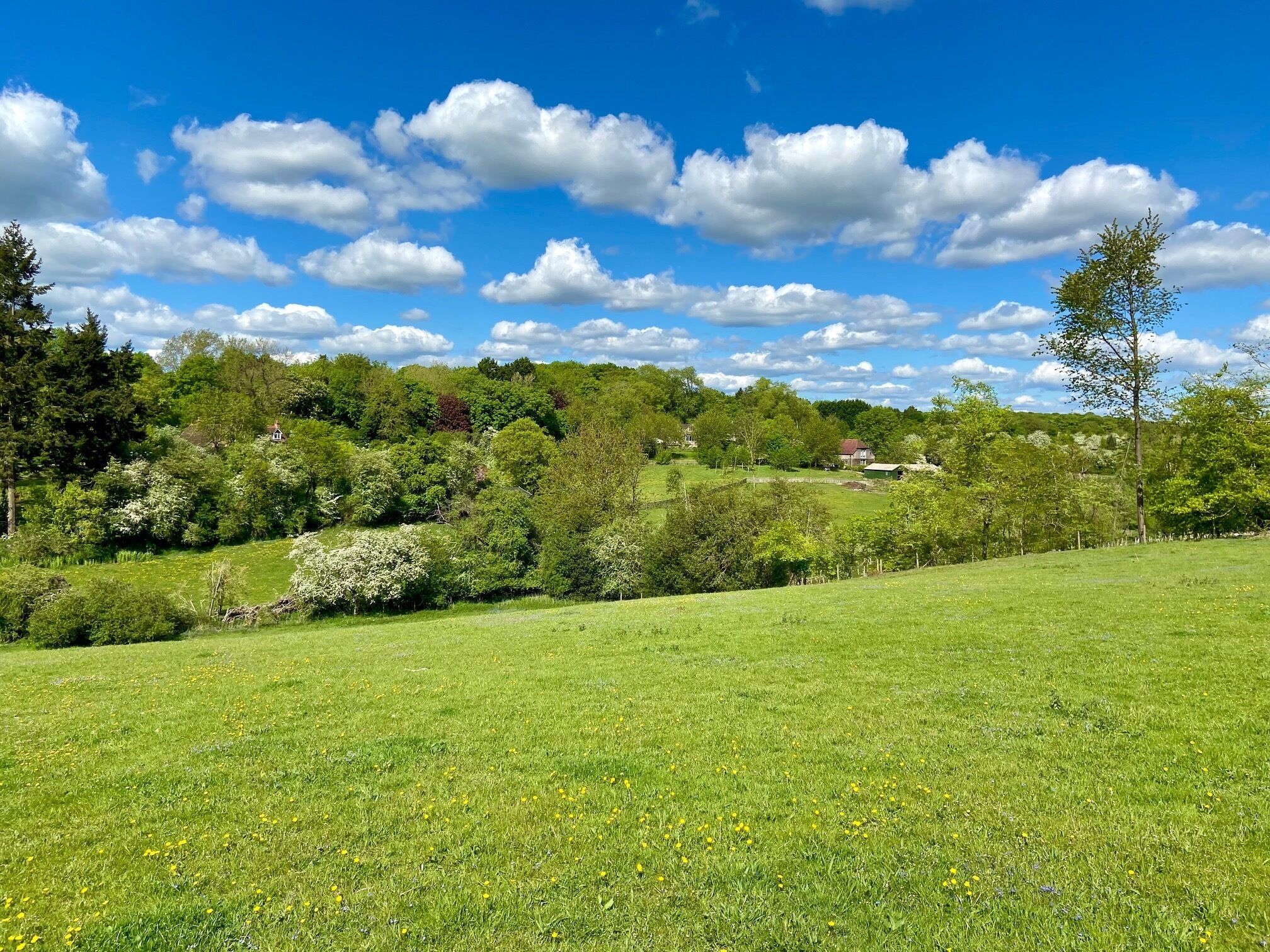 Ein üppiges, gr ünes Feld mit vereinzelten gelben Blüten, ein klarer, blauer Himmel mit Wolken und eine Baumreihe im Hintergrund.
