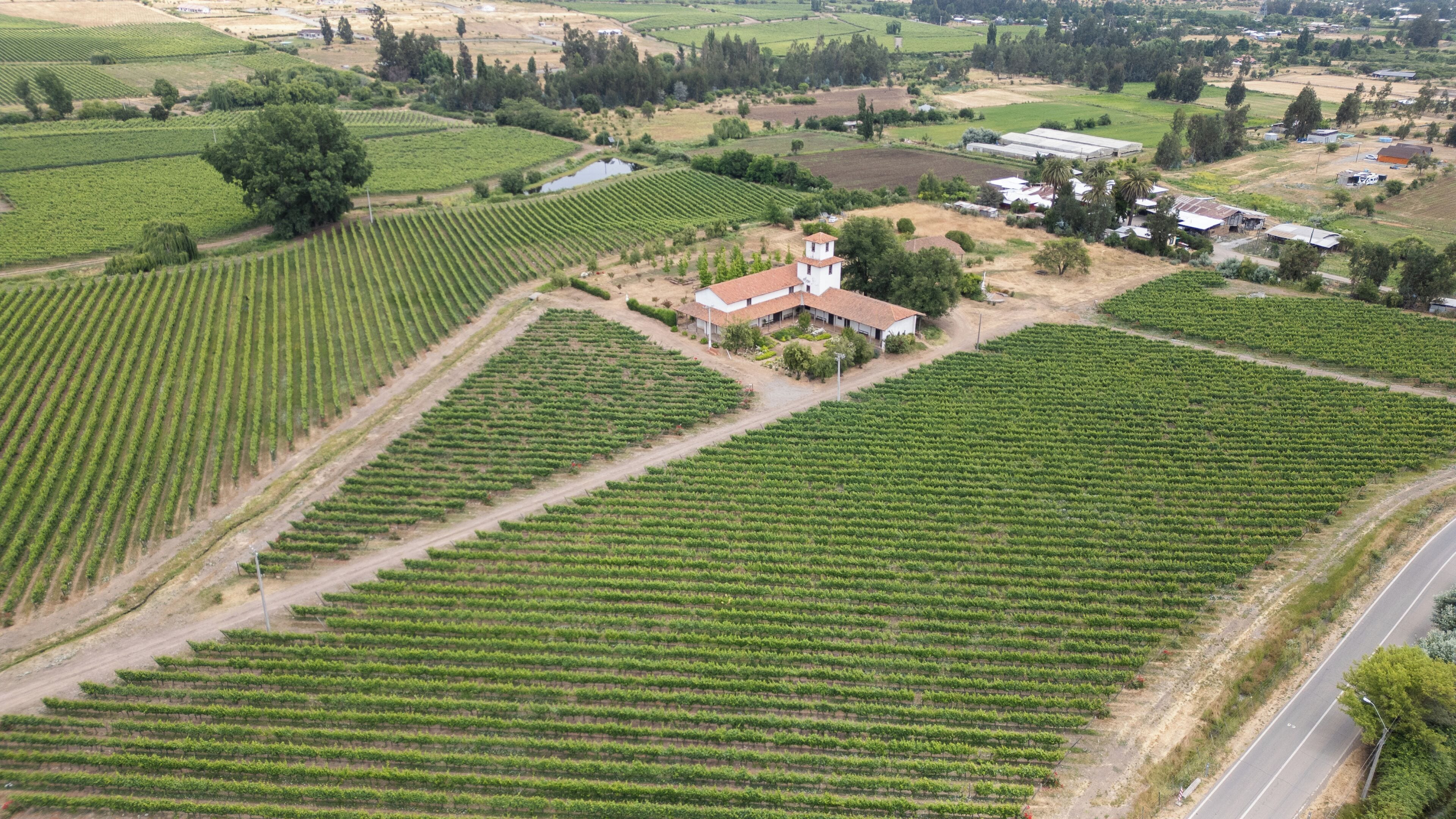 Viñedo con hileras de vides, un edificio con techo rojo y una carretera a un lado.