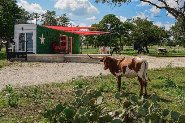 Een stier in een grasrijk gebied met een gebouw dat een rode dak en een groene muur heeft.